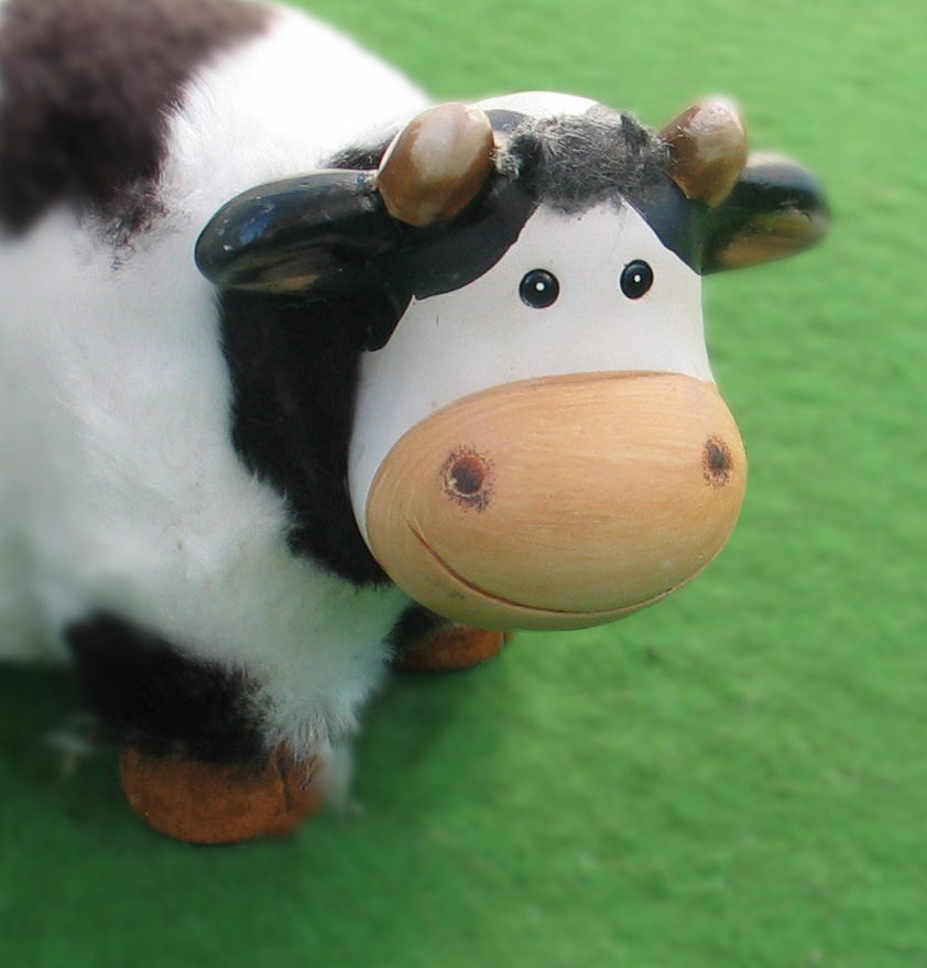 How do you know if you're a bossy cow?