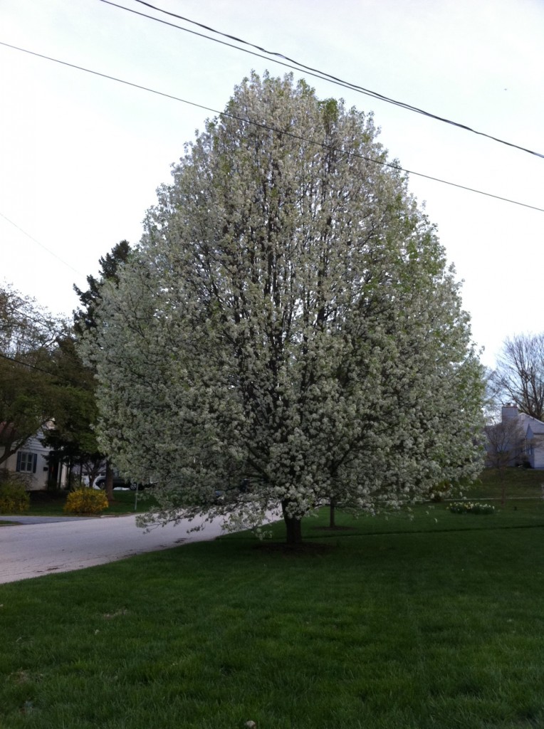 Bradford Pear Tree, Spring 2011